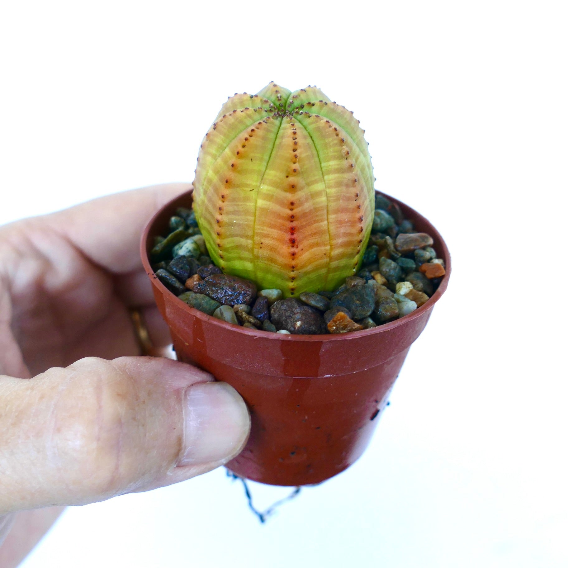 Euphorbia obesa YELLOW GREEN VARIEGATED in small pot, held in hand, highlighting compact size and unique color pattern.