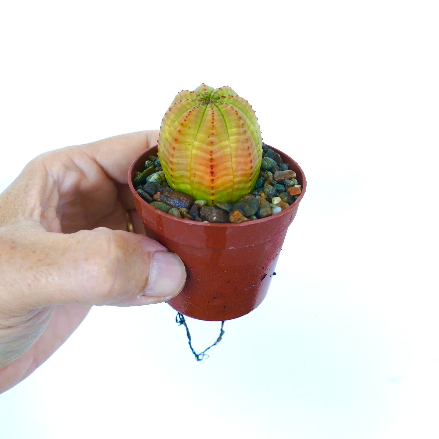 ユーフォルビア・オベサ | Botanical Archive | ユニークで希少な発見