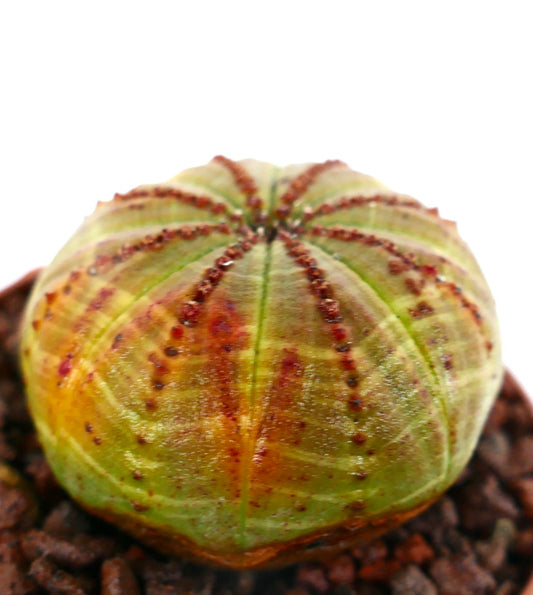 Euphorbia obesa YELLOW GREEN & RED SPOTS SEMP1S