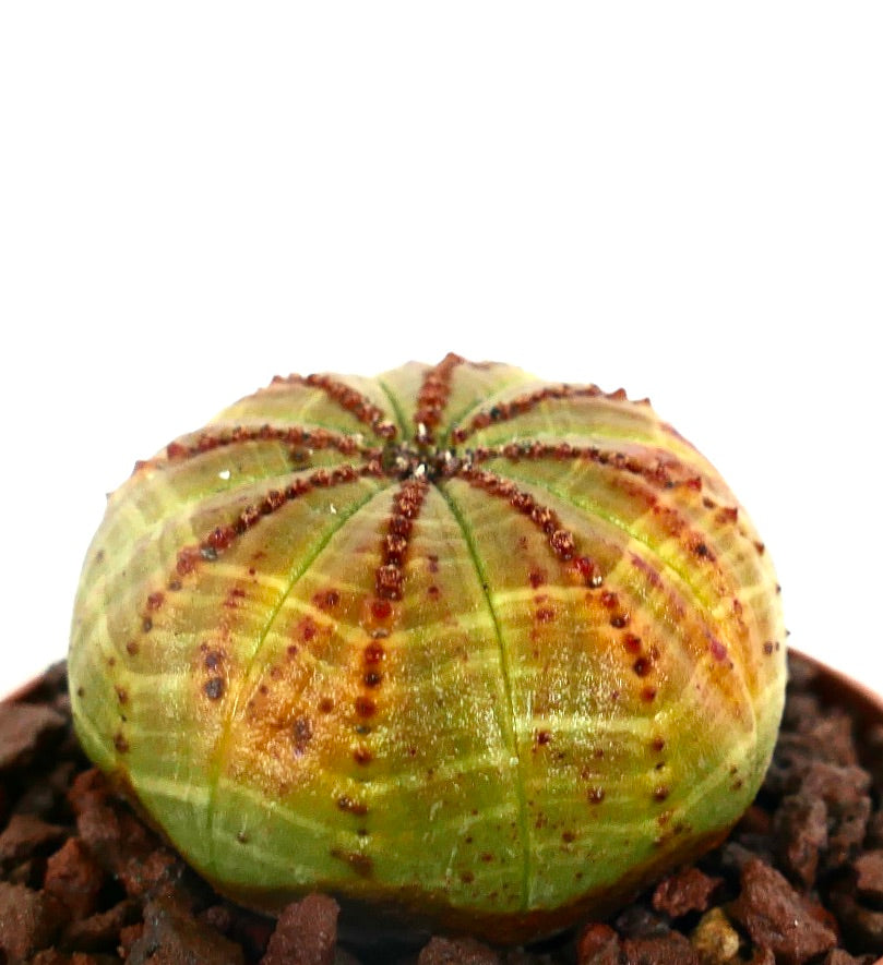Euphorbia obesa YELLOW GREEN & RED SPOTS SEMP1S