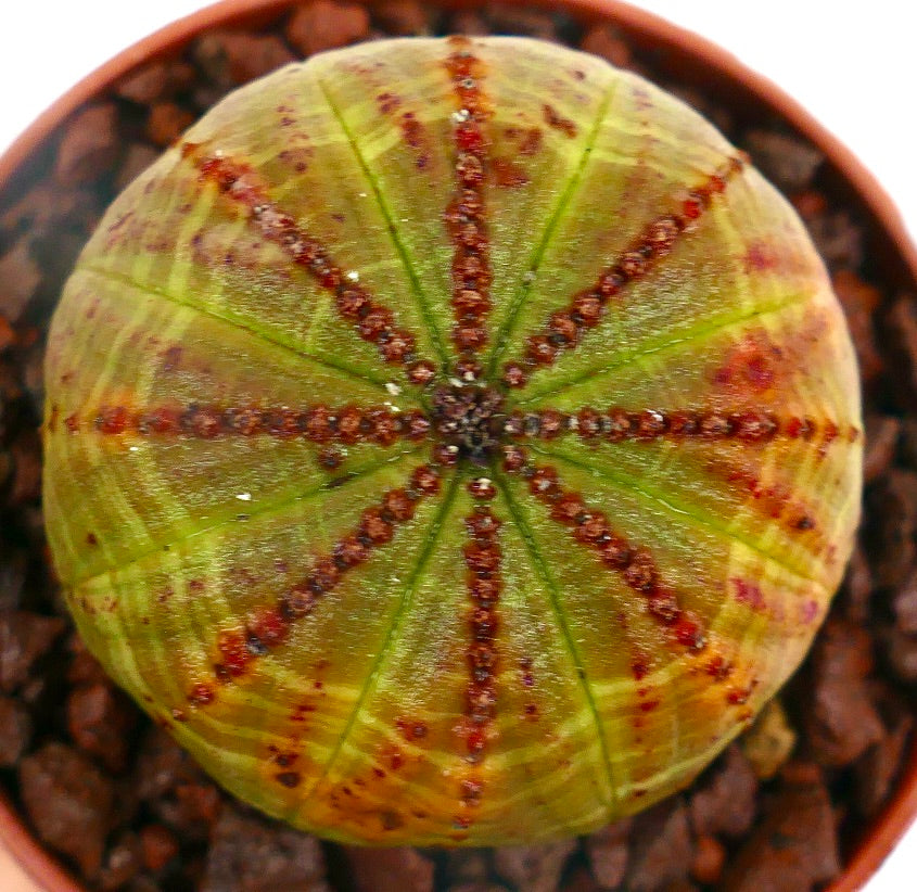 Euphorbia obesa YELLOW GREEN & RED SPOTS SEMP1S