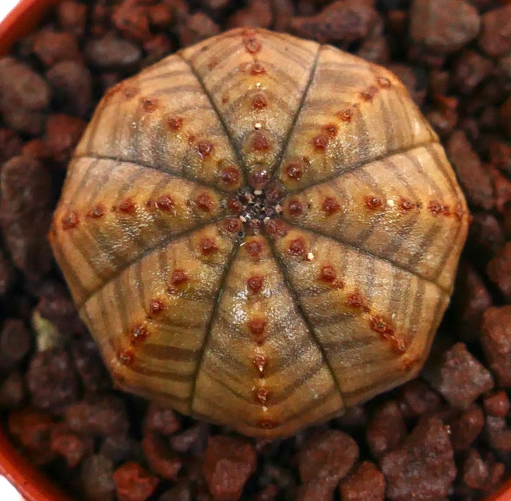 Euforbia obesa pianta succulenta a forma di cactus con forma arrotondata e motivo a strisce giallo-marroni