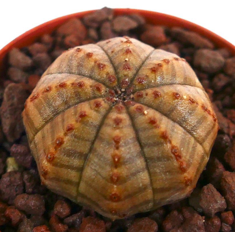 Euphorbia obesa piccolo succulento rotondo con motivo striato giallo-marrone e superficie testurizzata