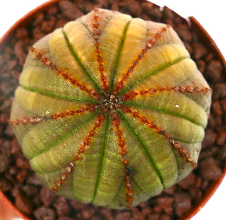 Euphorbia obesa YELLOWISH-BROWNISH & RED LINES A123