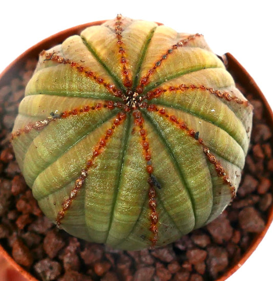 Euphorbia obesa YELLOWISH-BROWNISH & RED LINES A123