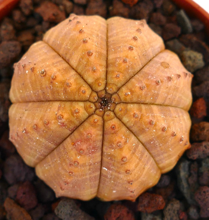 Euphorbia obesa raro succulento con struttura costoluta e arrotondata e piccoli tubercoli