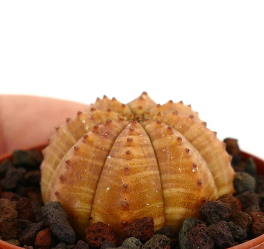 Euphorbia obesa rare succulent with ribbed, rounded yellow-orange body and small brown tubercles