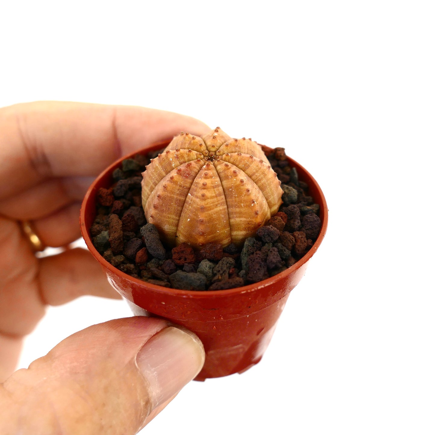 Euphorbia obesa piccola succulenta con corpo arrotondato a coste e superficie testurizzata in vaso