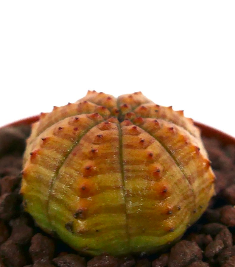 نبات صباري عصاري Euphorbia obesa بأوراق مخططة باللون الأصفر البرتقالي مع أشواك صغيرة