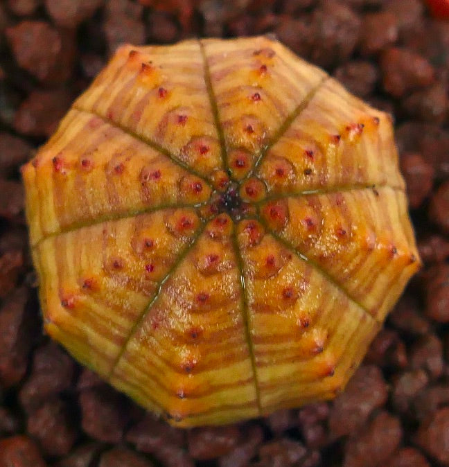 يوفوربيا أوبيسا نبتة عصارية نادرة بنمط مخطط أصفر-برتقالي وبثور حمراء صغيرة