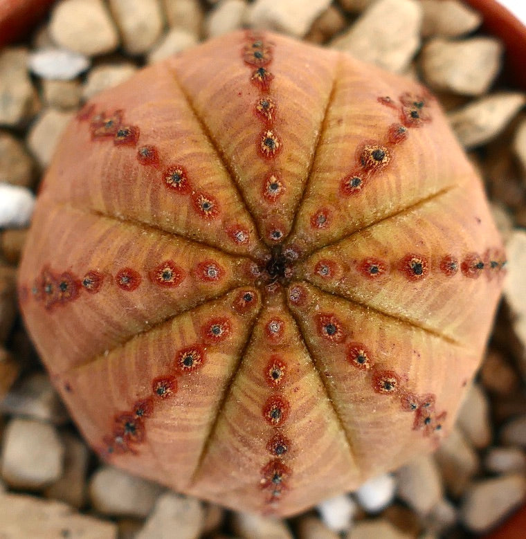 에우포르비아 오베사 희귀 다육식물, 둥글고 능선이 있는 몸체와 작은 빨간 점무늬