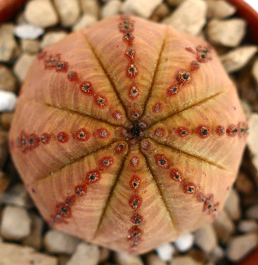 يوفوربيا أوبيسا نبتة عصارية نادرة ذات جسم مستدير مضلع وبقع حمراء صغيرة