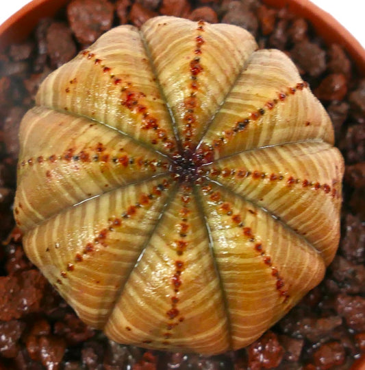 Euphorbia obesa sukkulent med rundet ribbet kropp og små brune areoler i potte