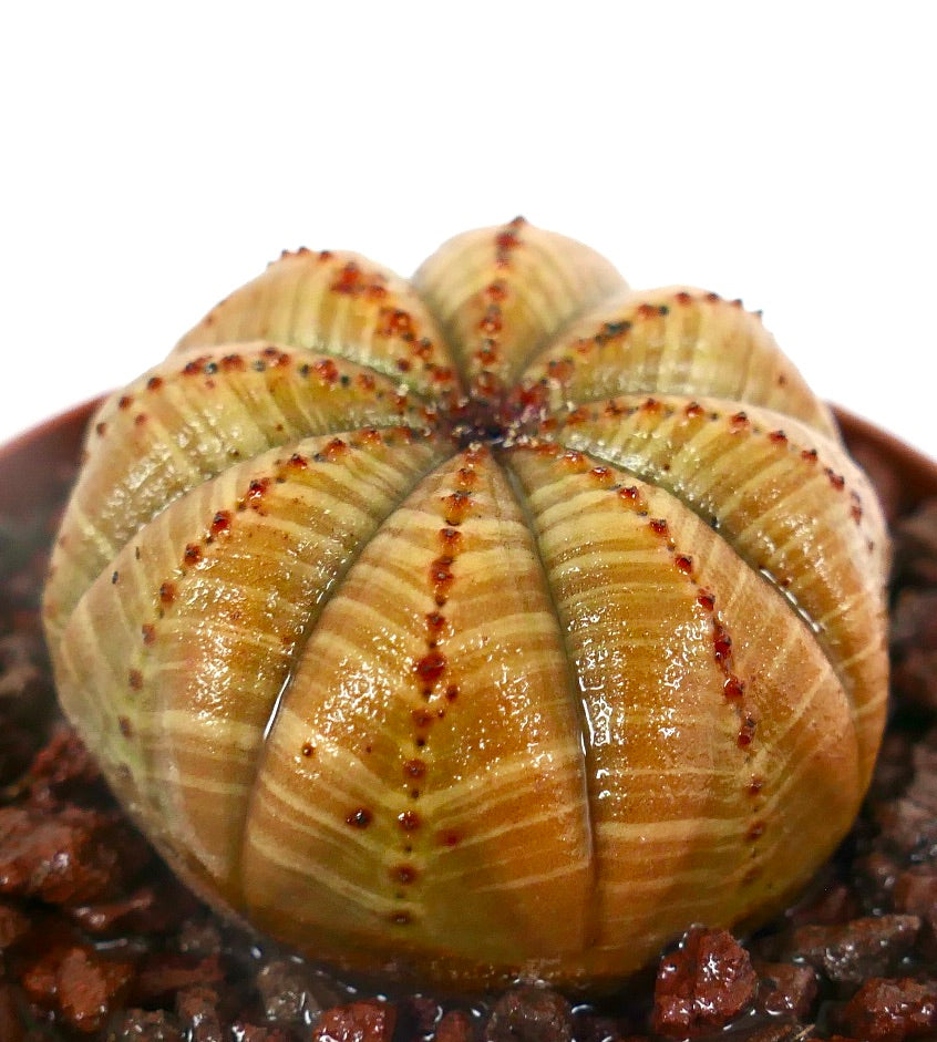 Euphorbia obesa sukkulent kaktus med rund, ribbet kropp og små røde knopper