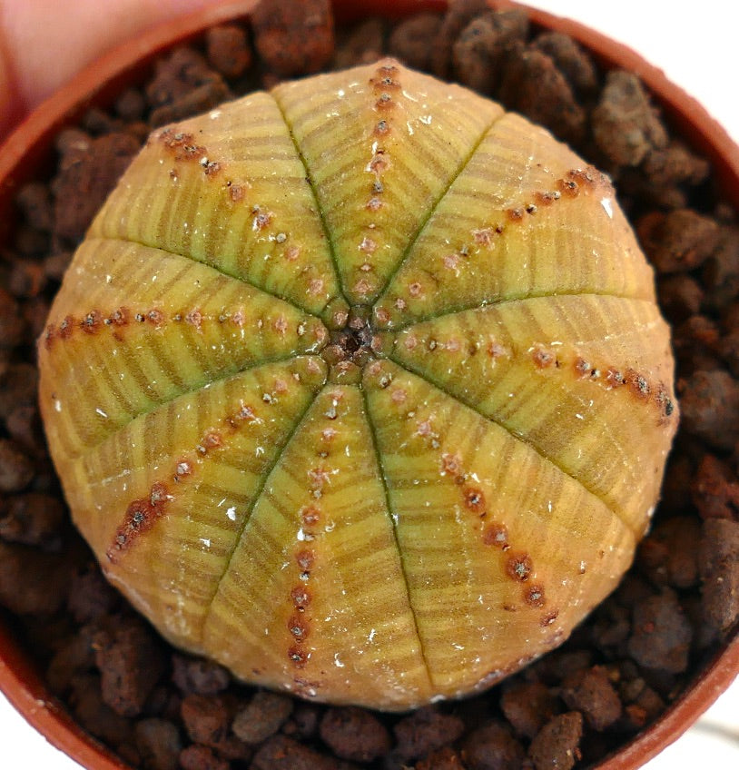 Euphorbia obesa succulent cactus with rounded ribbed structure and yellowish-green color