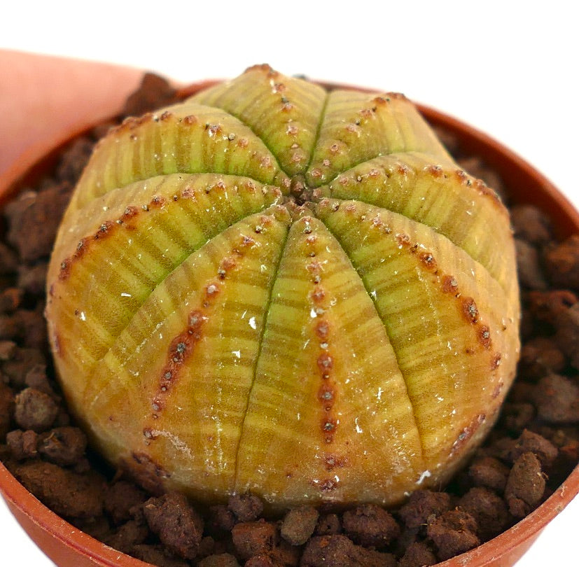 Euphorbia obesa succulent cactus with rounded ribbed yellow-green body and small tubercles