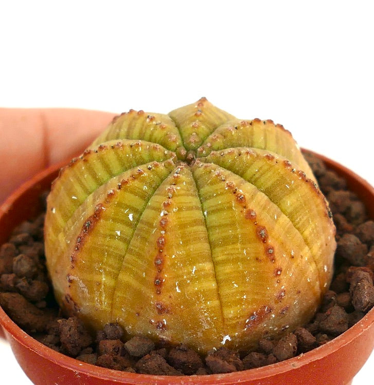 Euphorbia obesa succulent cactus with rounded ribbed yellow-green body and small brown tubercles