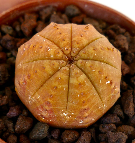 Euphorbia obesa rare succulent with rounded ribbed yellowish body and small tubercles