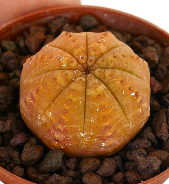 Euphorbia obesa succulenta con corpo arrotondato costolato e pelle liscia di colore arancione-giallo