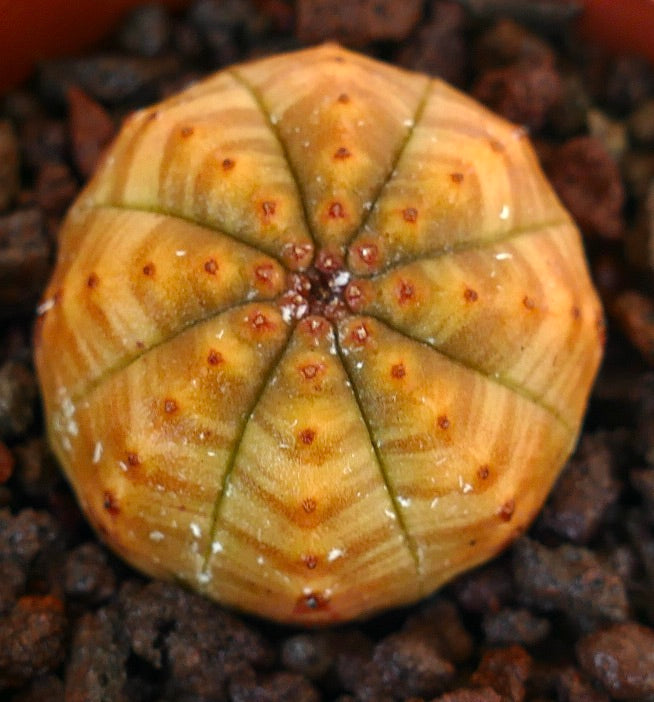 Euphorbia obesa succulent with yellow striped pattern and small reddish areoles