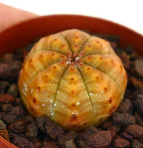 Euphorbia obesa succulent with yellow striated variegation and rounded ribbed structure
