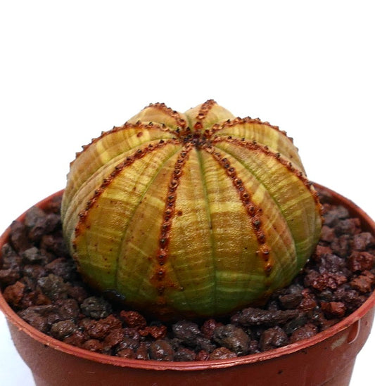 リブ構造と赤褐色の棘列を持つユーフォルビア・オベサ多肉サボテン