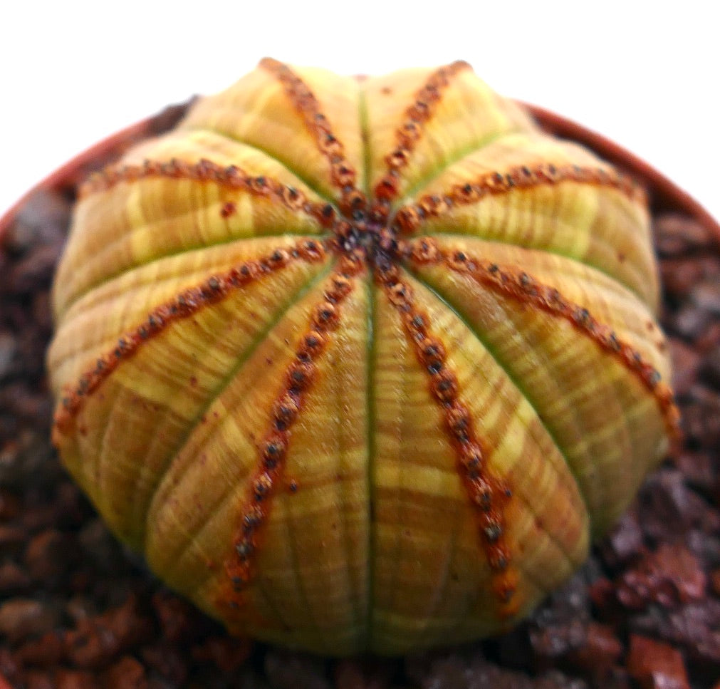 Euphorbia obesa, cactus succulent avec un corps côtelé rayé de jaune et de petites aréoles brunes