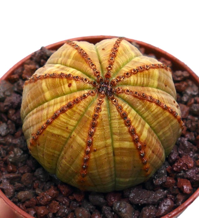 Succulente Euphorbia obesa avec variegation rayée jaune et côtes texturées en pot