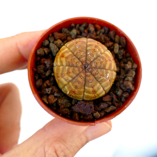 Euphorbia obesa succulent cactus with yellow striped pattern in small pot