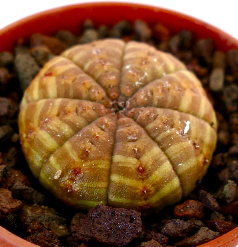 Euphorbia obesa succulent cactus with yellow striped variegation and rounded ribs in pot