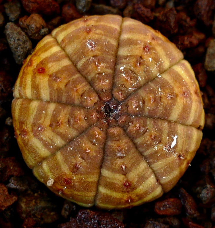 Euphorbia obesa succulent cactus with yellow striped pattern and rounded shape