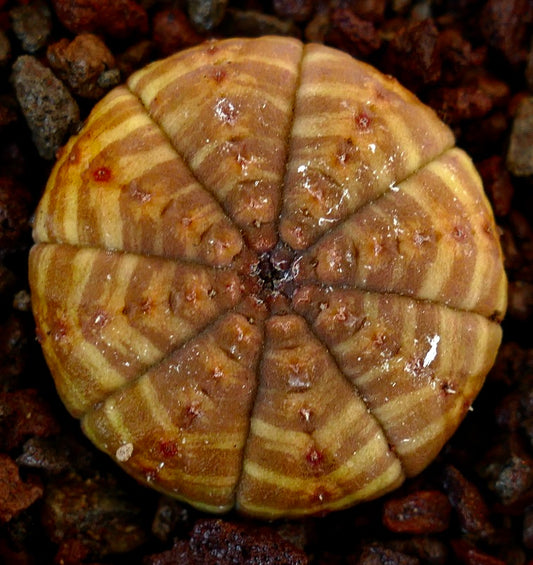 Euphorbia obesa succulent cactus with yellow striped pattern and rounded shape