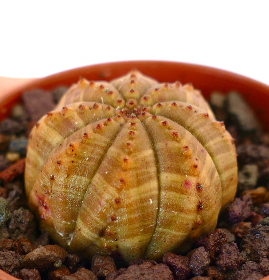 Euphorbia obesa succulent with yellow striata variegation and small red tubercles in pot