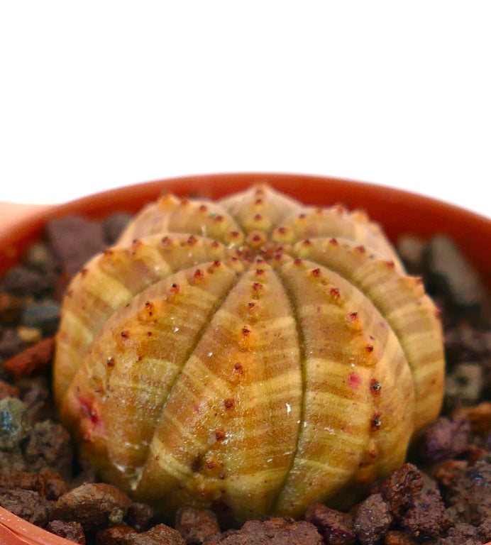 Euphorbia obesa succulent cactus with yellow striped variegated round shape and small spines