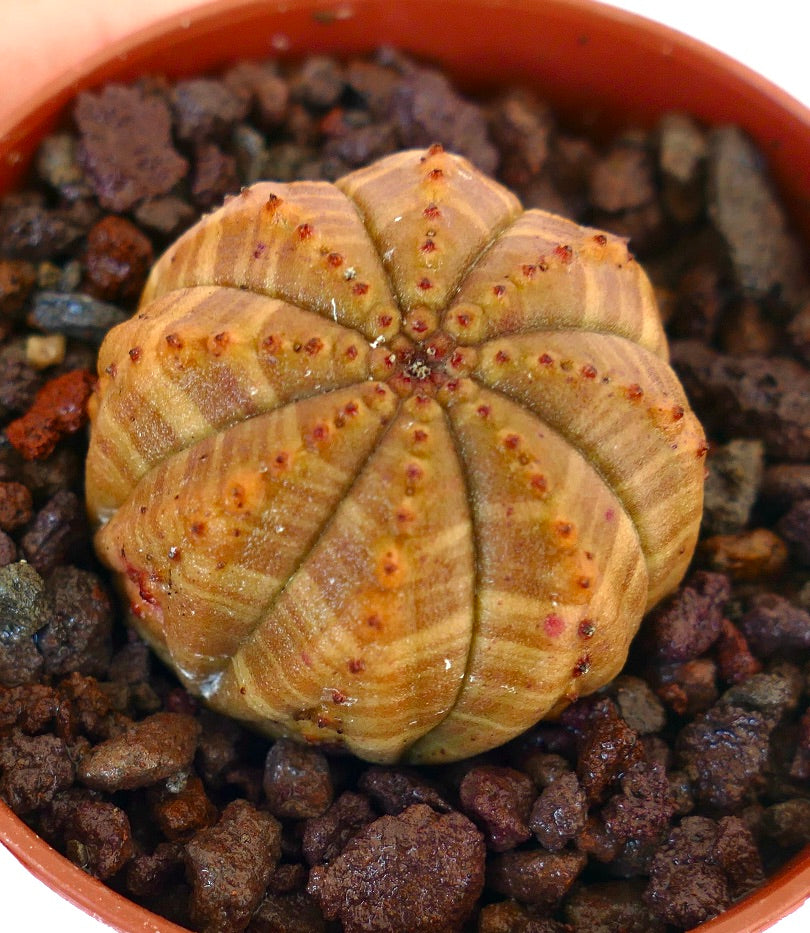 Euphorbia obesa succulent cactus with rounded ribbed body and small reddish tubercles