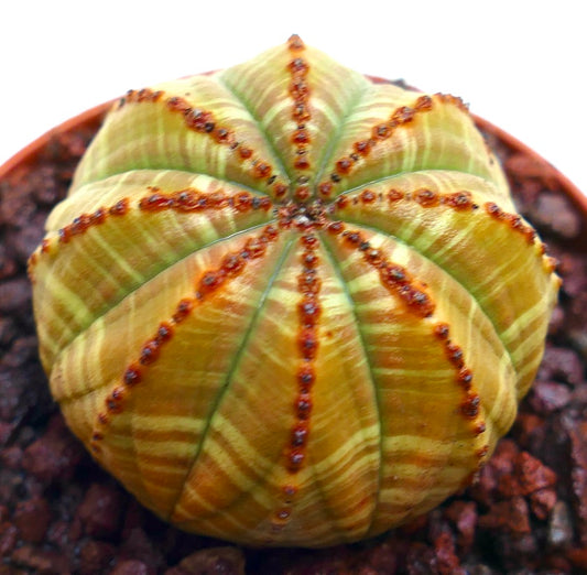 ユーフォルビア・オベサ 多肉植物 黄色の縞模様と小さな茶色の瘤を持つ斑入り種