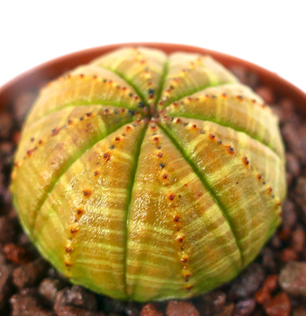 Euphorbia obesa sukkulent kaktus med gult stripet mønster og små brune torner