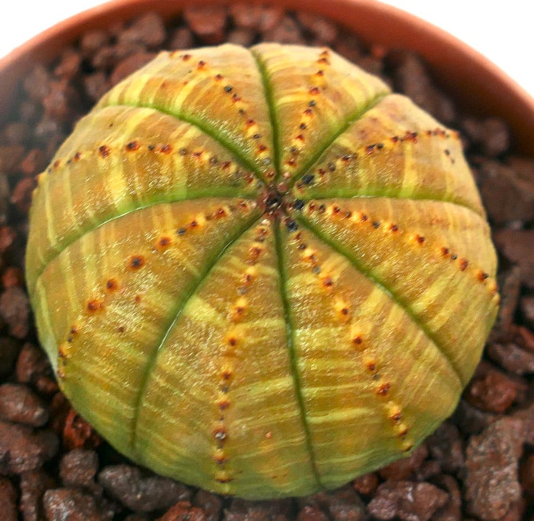 Euphorbia obesa sukkulent kaktus med gul varians og små pigger i potte