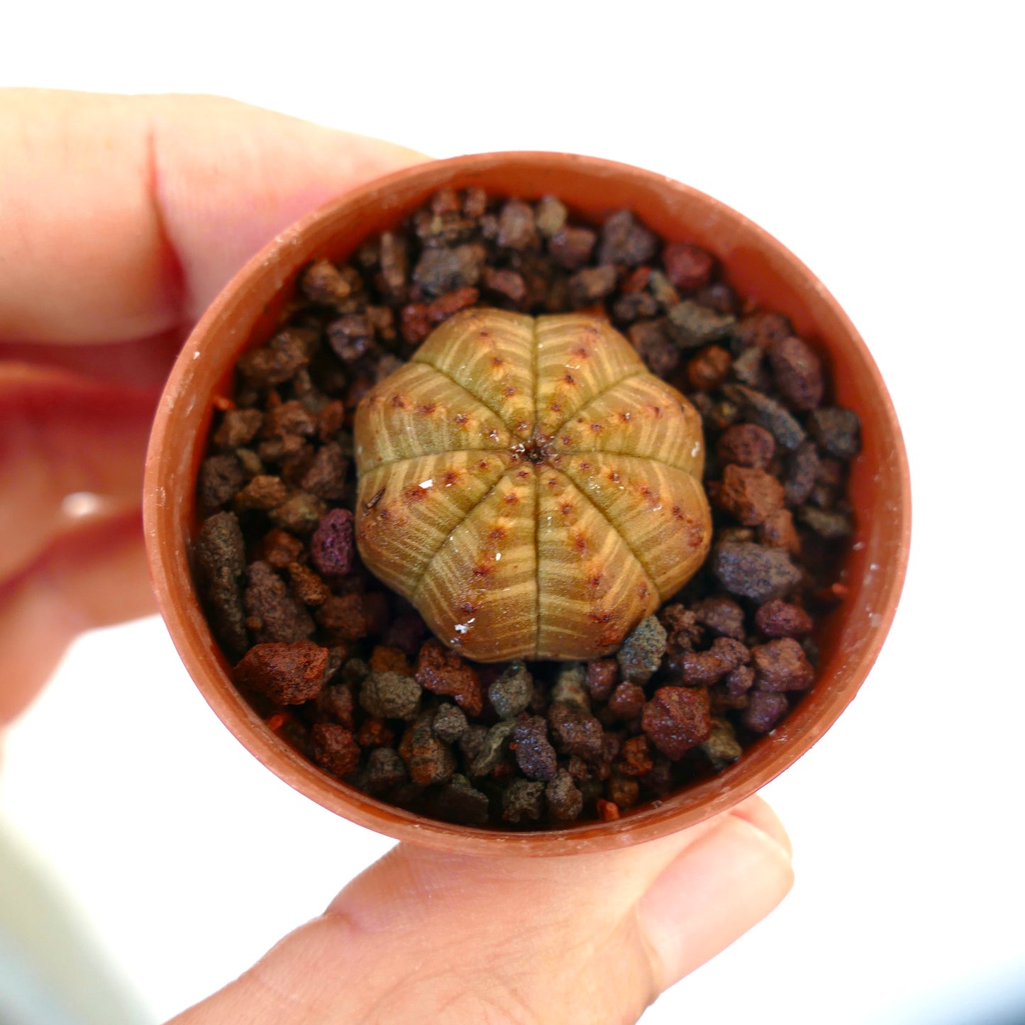Euphorbia obesa piccola succulenta con creste a forma di stella e motivo variegato giallastro