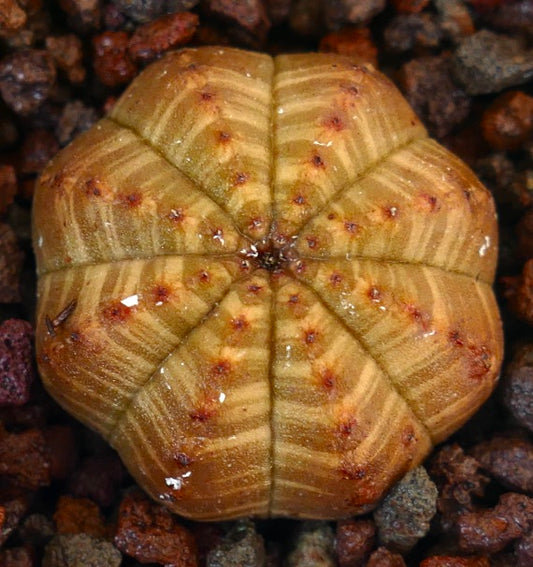 Euphorbia obesa succulent with yellow striped pattern and star-shaped ribbed structure