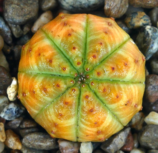 Rare Euphorbia obesa YELLOW VARIEGATED succulent, top view showing its round ball shape with vivid yellow and green variegation, ribbed segments, and dotted areoles, growing in a rocky pot.
