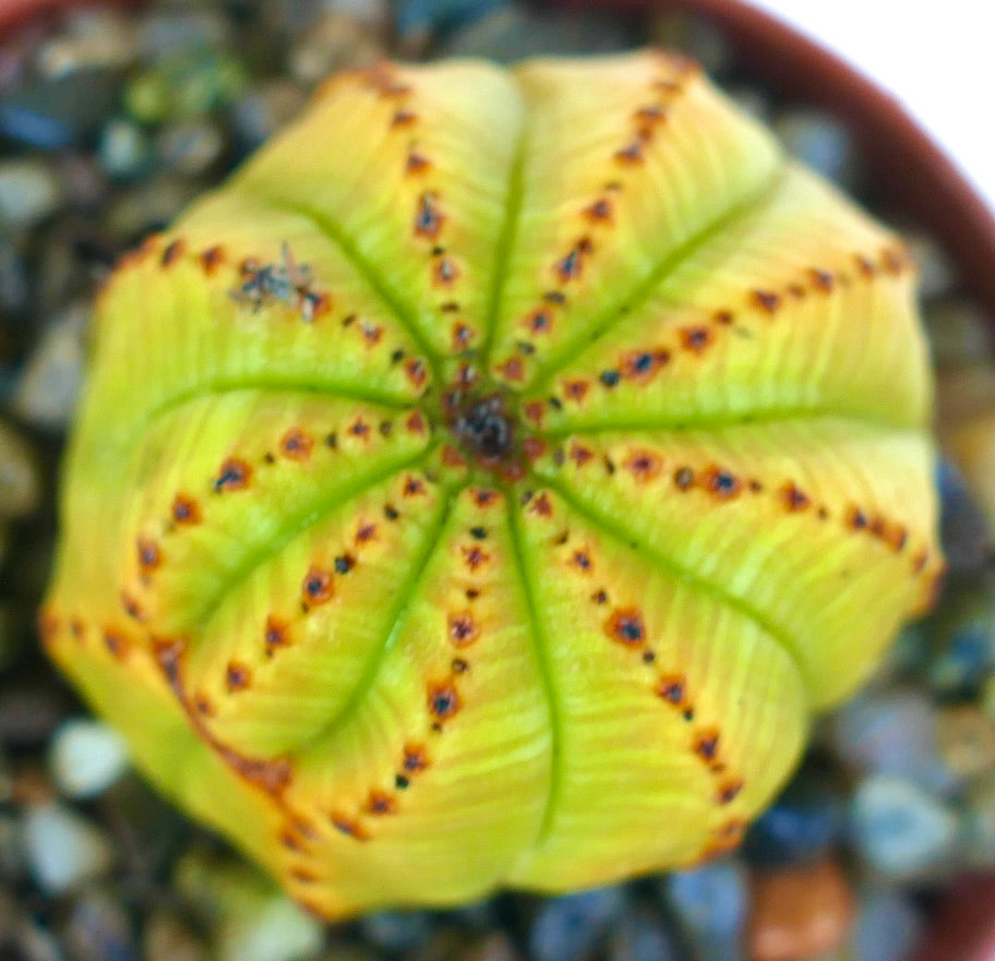 Top view of Euphorbia obesa yellow variegated succulent, spherical ball shape with bright yellow-green ribs and dotted brown lines, grown in a pot with gravel.