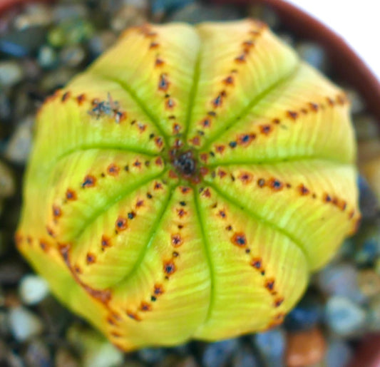 Top view of Euphorbia obesa yellow variegated succulent, spherical ball shape with bright yellow-green ribs and dotted brown lines, grown in a pot with gravel.