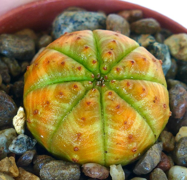 ユーフォルビア・オベサ | Botanical Archive | ユニークな多肉植物