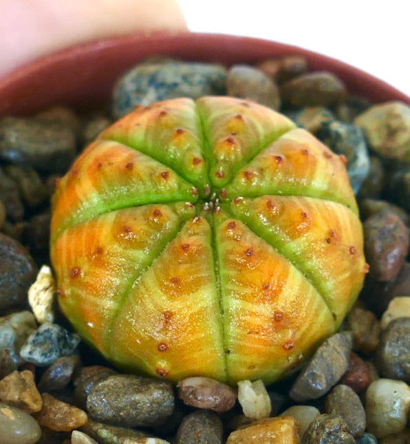 希少 ユーフォルビア オベサ 斑入り ユーフォルビア・オベサ | Botanical Archive | ユニークな多肉