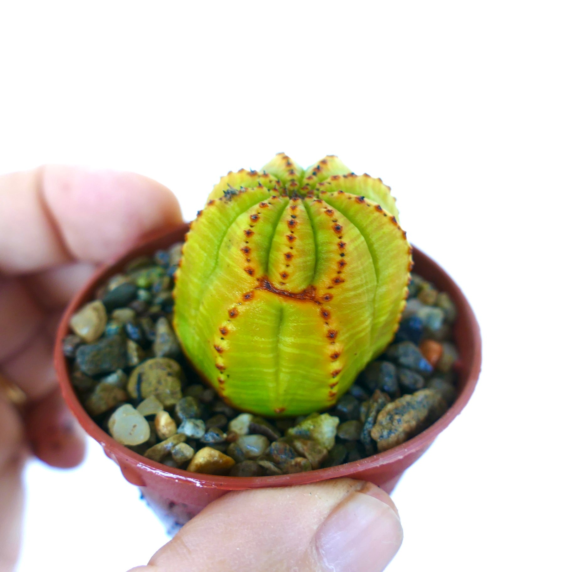 Hand holding a potted Euphorbia obesa variegated form, small yellow-green ball-shaped succulent with ribbed structure and vertical brown ridges.