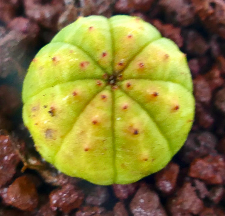 Euphorbia obesa liten sukkulent kaktus med gult-grønne avrundede ribber og små brune flekker