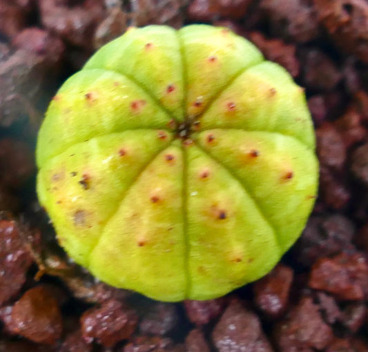 Euphorbia obesa liten sukkulent kaktus med gult-grønne avrundede ribber og små brune flekker