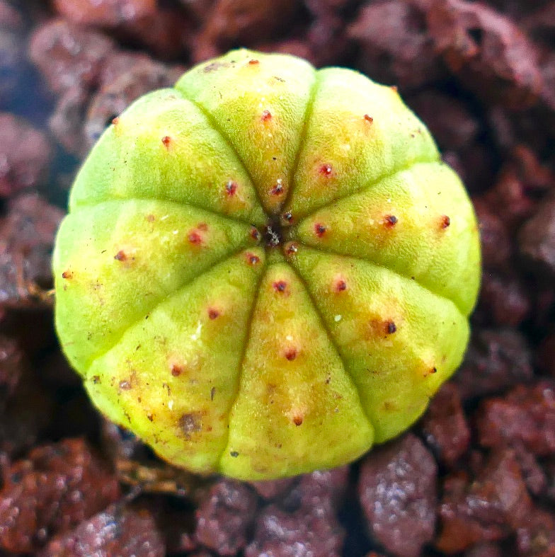 Euphorbia obesa liten saftig plante med avrundet ribbet kropp og små røde areoler