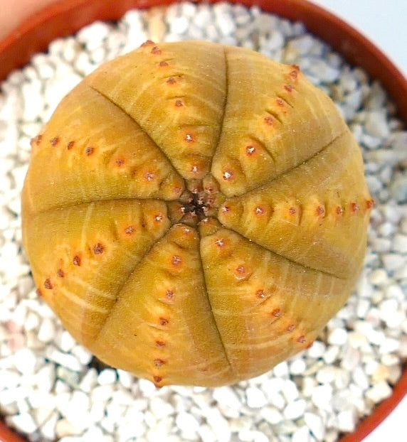Euphorbia obesa round succulent with yellowish ribs and small brown areoles in pot